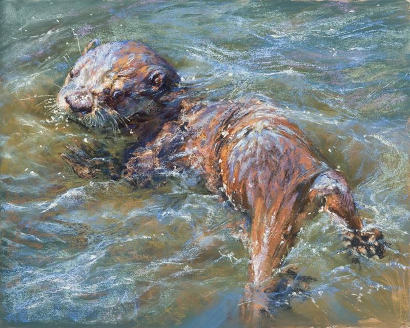 soft pastel painting of an otter pup swimming by Sharon Bamber