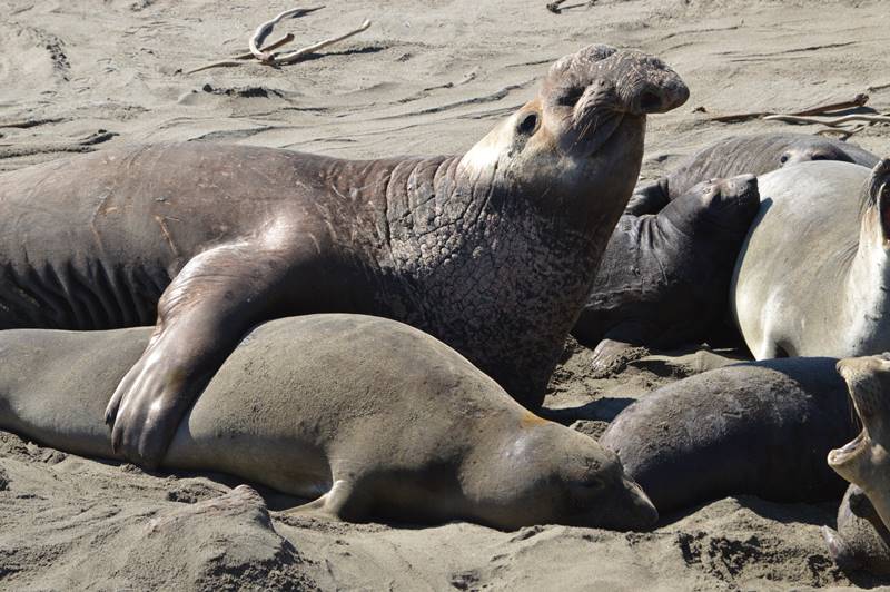 Photo of elephant seals by Sharon Bamber