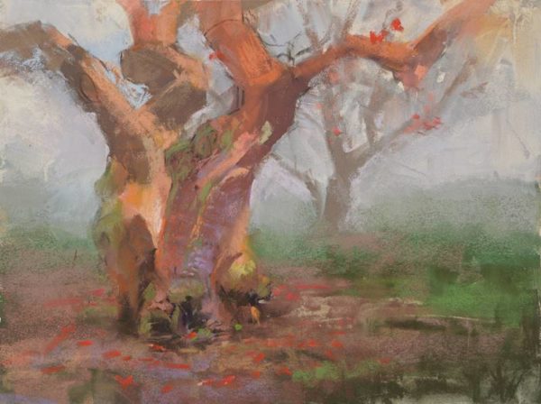 The Coral Tree by Sharon Bamber plein air soft pastel painting of a mature coral tree